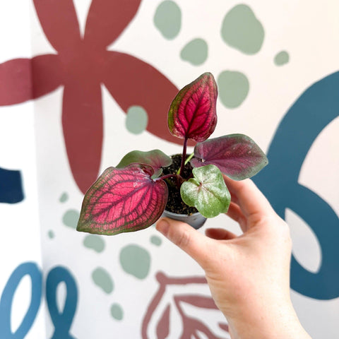 Caladium 'Lucia' - Sprouts of Bristol