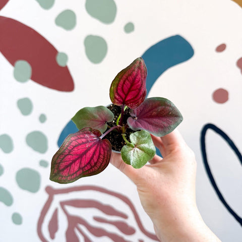 Caladium 'Lucia' - Sprouts of Bristol