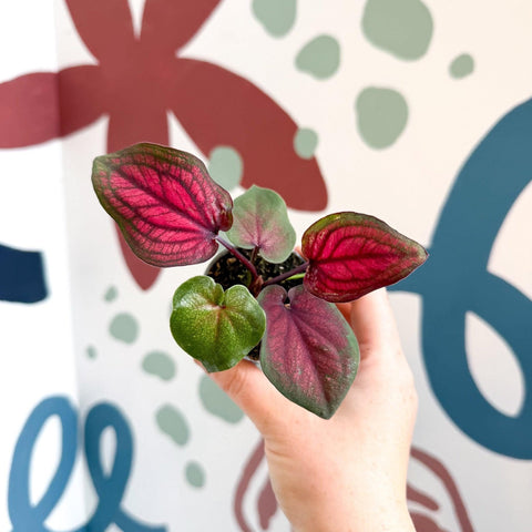 Caladium 'Lucia' - Sprouts of Bristol