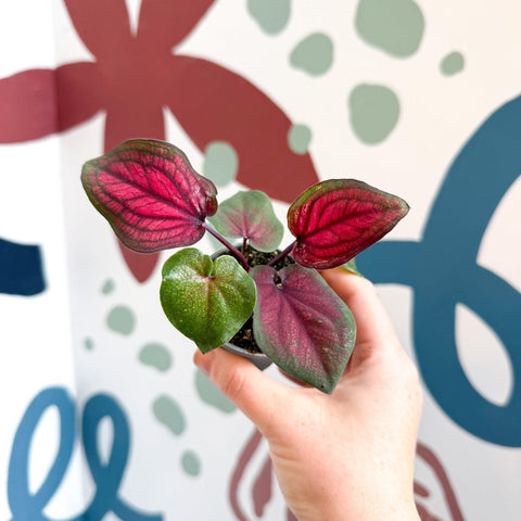 Caladium 'Lucia' - Sprouts of Bristol