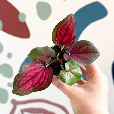 Caladium 'Lucia' - Sprouts of Bristol