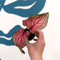 Caladium 'Lucia' - Sprouts of Bristol