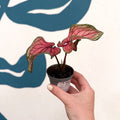 Caladium 'Lucia' - Sprouts of Bristol