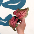 Caladium 'Lucia' - Sprouts of Bristol