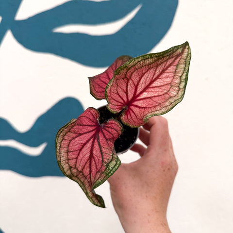 Caladium 'Lucia' - Sprouts of Bristol