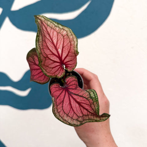 Caladium 'Lucia' - Sprouts of Bristol