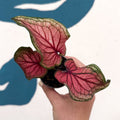 Caladium 'Lucia' - Sprouts of Bristol