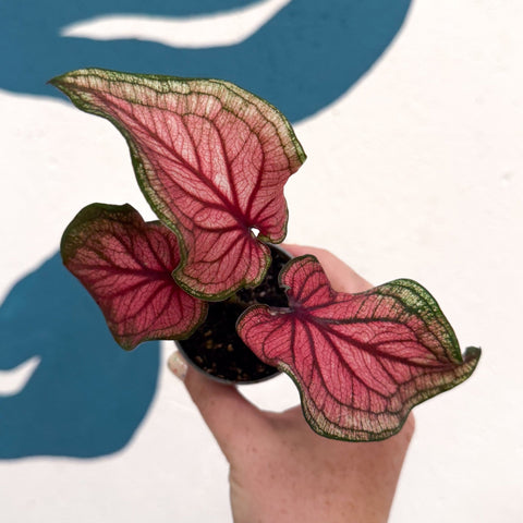 Caladium 'Lucia' - Sprouts of Bristol
