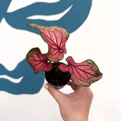Caladium 'Lucia' - Sprouts of Bristol
