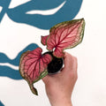 Caladium 'Lucia' - Sprouts of Bristol