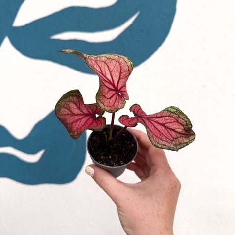 Caladium 'Lucia' - Sprouts of Bristol