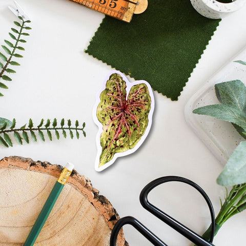 Caladium ‘Miss Muffet’ Tropical Houseplant Vinyl Sticker [Beneath the Canopy RHS Collab] - Sprouts of Bristol