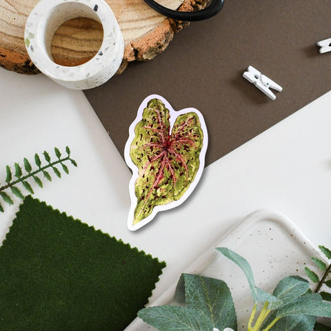 Caladium ‘Miss Muffet’ Tropical Houseplant Vinyl Sticker [Beneath the Canopy RHS Collab] - Sprouts of Bristol