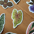 Caladium ‘Miss Muffet’ Tropical Houseplant Vinyl Sticker [Beneath the Canopy RHS Collab] - Sprouts of Bristol