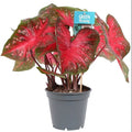 Caladium 'Red Flash' - Sprouts of Bristol