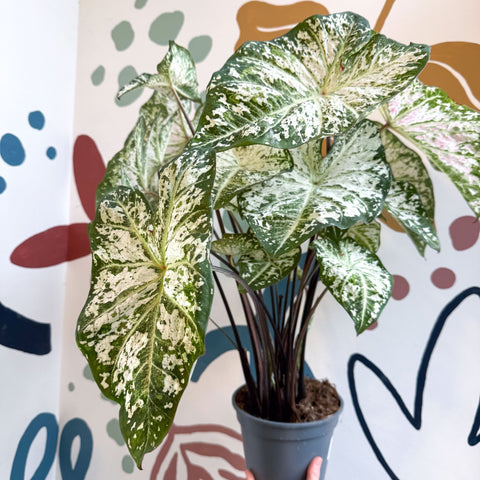 Caladium 'Snow Flurry' - Sprouts of Bristol
