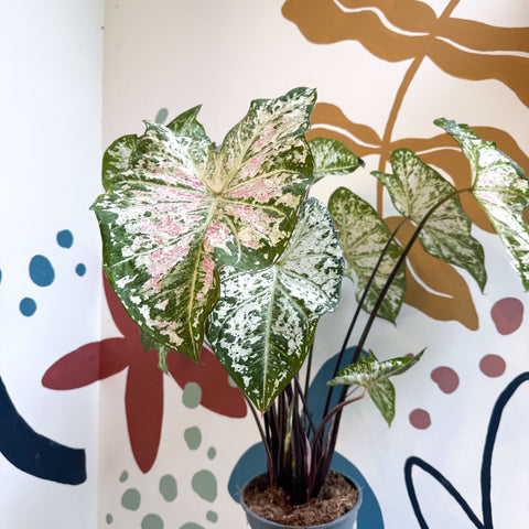 Caladium 'Snow Flurry' - Sprouts of Bristol