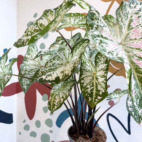 Caladium 'Snow Flurry' - Sprouts of Bristol