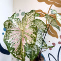 Caladium 'Snow Flurry' - Sprouts of Bristol