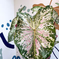 Caladium 'Snow Flurry' - Sprouts of Bristol