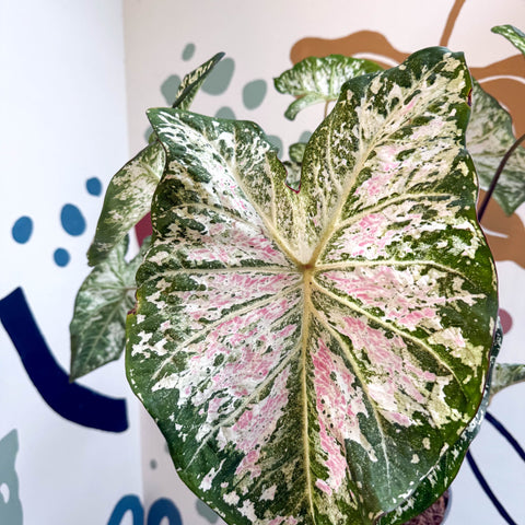 Caladium 'Snow Flurry' - Sprouts of Bristol