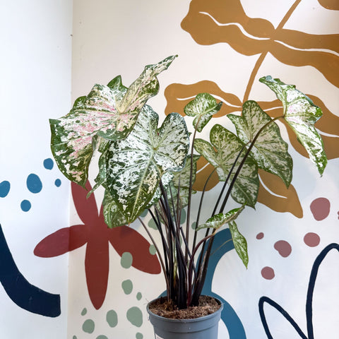 Caladium 'Snow Flurry' - Sprouts of Bristol