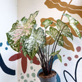 Caladium 'Snow Flurry' - Sprouts of Bristol