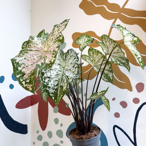 Caladium 'Snow Flurry' - Sprouts of Bristol