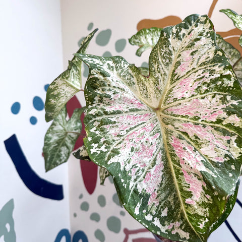 Caladium 'Snow Flurry' - Sprouts of Bristol