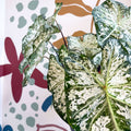 Caladium 'Snow Flurry' - Sprouts of Bristol