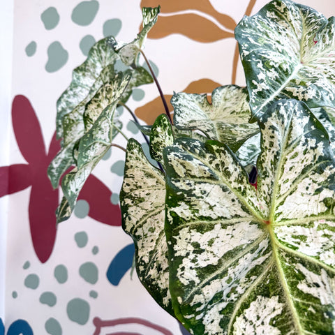 Caladium 'Snow Flurry' - Sprouts of Bristol