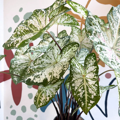 Caladium 'Snow Flurry' - Sprouts of Bristol