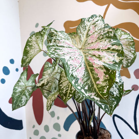 Caladium 'Snow Flurry' - Sprouts of Bristol