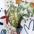 Caladium 'Snow Flurry' - Sprouts of Bristol