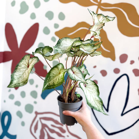 Caladium 'White Wonder' - Sprouts of Bristol