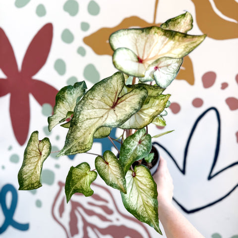 Caladium 'White Wonder' - Sprouts of Bristol