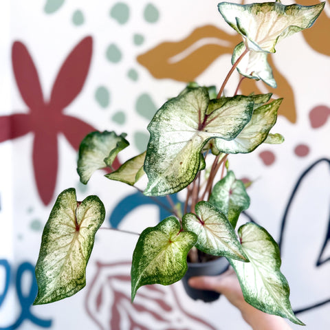 Caladium 'White Wonder' - Sprouts of Bristol