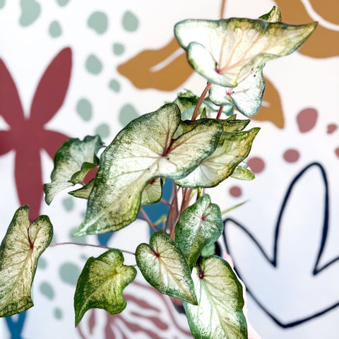 Caladium 'White Wonder' - Sprouts of Bristol