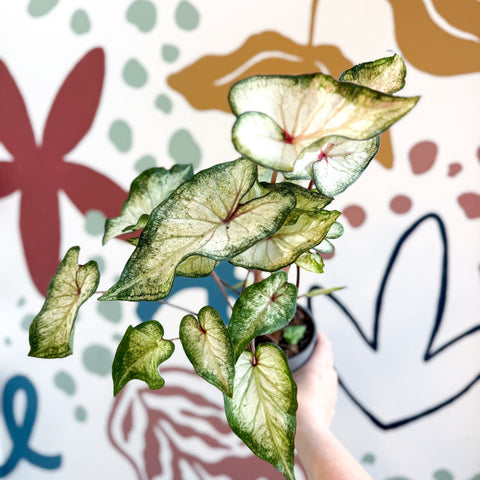 Caladium 'White Wonder' - Sprouts of Bristol