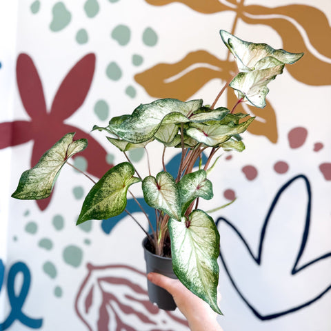 Caladium 'White Wonder' - Sprouts of Bristol