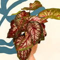 Caladium 'Xplosion' - Sprouts of Bristol