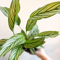 Calathea elliptica 'Vittata' - Sprouts of Bristol