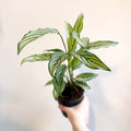 Calathea elliptica 'Vittata' - Sprouts of Bristol