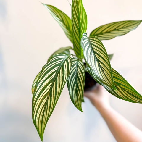 Calathea elliptica 'Vittata' - Sprouts of Bristol