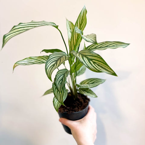 Calathea elliptica 'Vittata' - Sprouts of Bristol