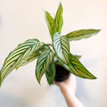 Calathea elliptica 'Vittata' - Sprouts of Bristol