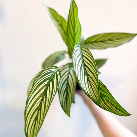 Calathea elliptica 'Vittata' - Sprouts of Bristol