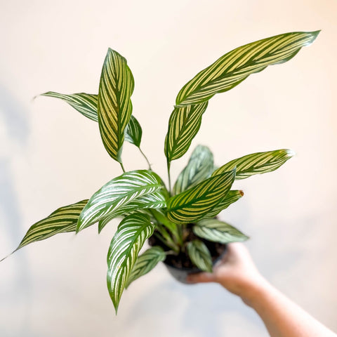 Calathea elliptica 'Vittata' - Sprouts of Bristol