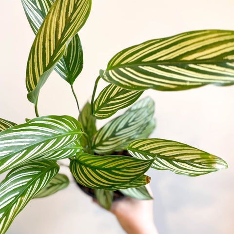 Calathea elliptica 'Vittata' - Sprouts of Bristol