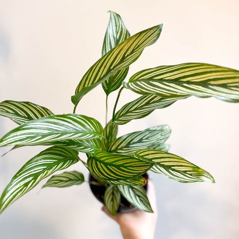 Calathea elliptica 'Vittata' - Sprouts of Bristol